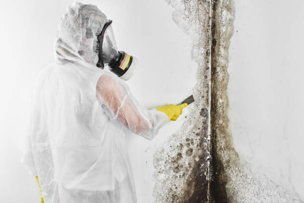 Abbeville, SC Mold Removal Company