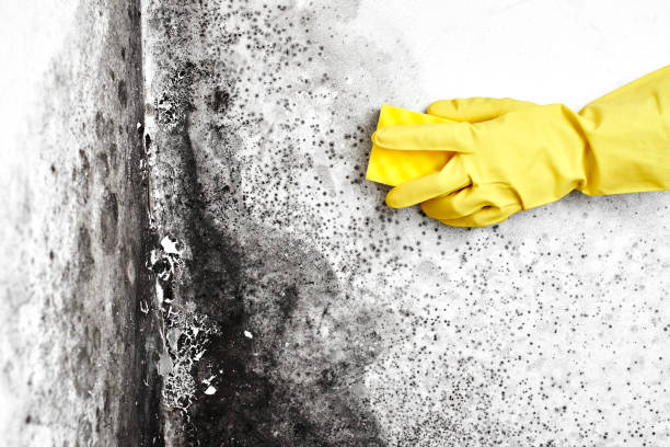 Certified Mold Removal in Abbeville, SC