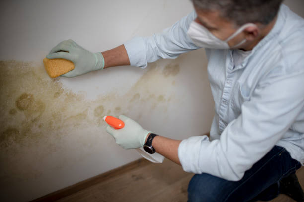 Office Mold Removal Services in Abbeville, SC