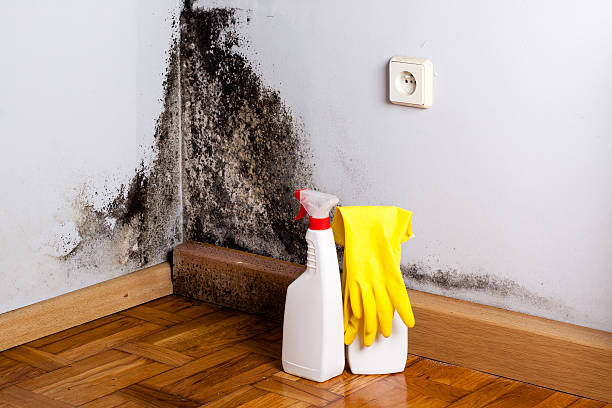 Best Crawl Space Mold Removal  in Abbeville, SC