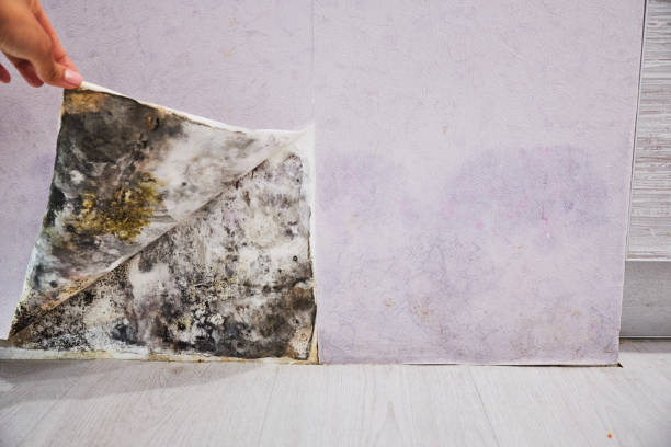 Best Office Mold Removal Services  in Abbeville, SC
